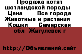 Продажа котят шотландской породы › Цена ­ - - Все города Животные и растения » Кошки   . Самарская обл.,Жигулевск г.